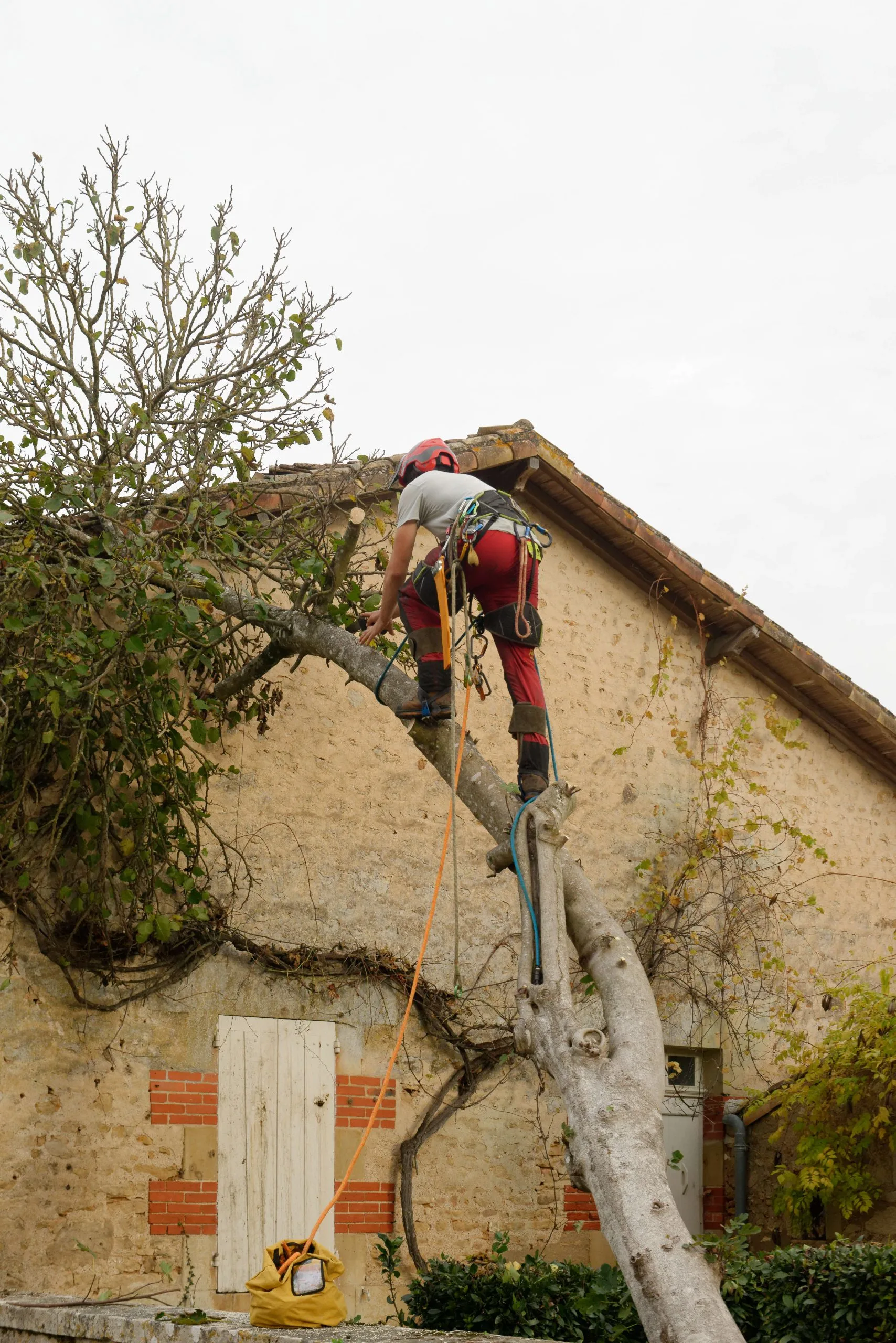 élagage pour communes et collectivités poitiers