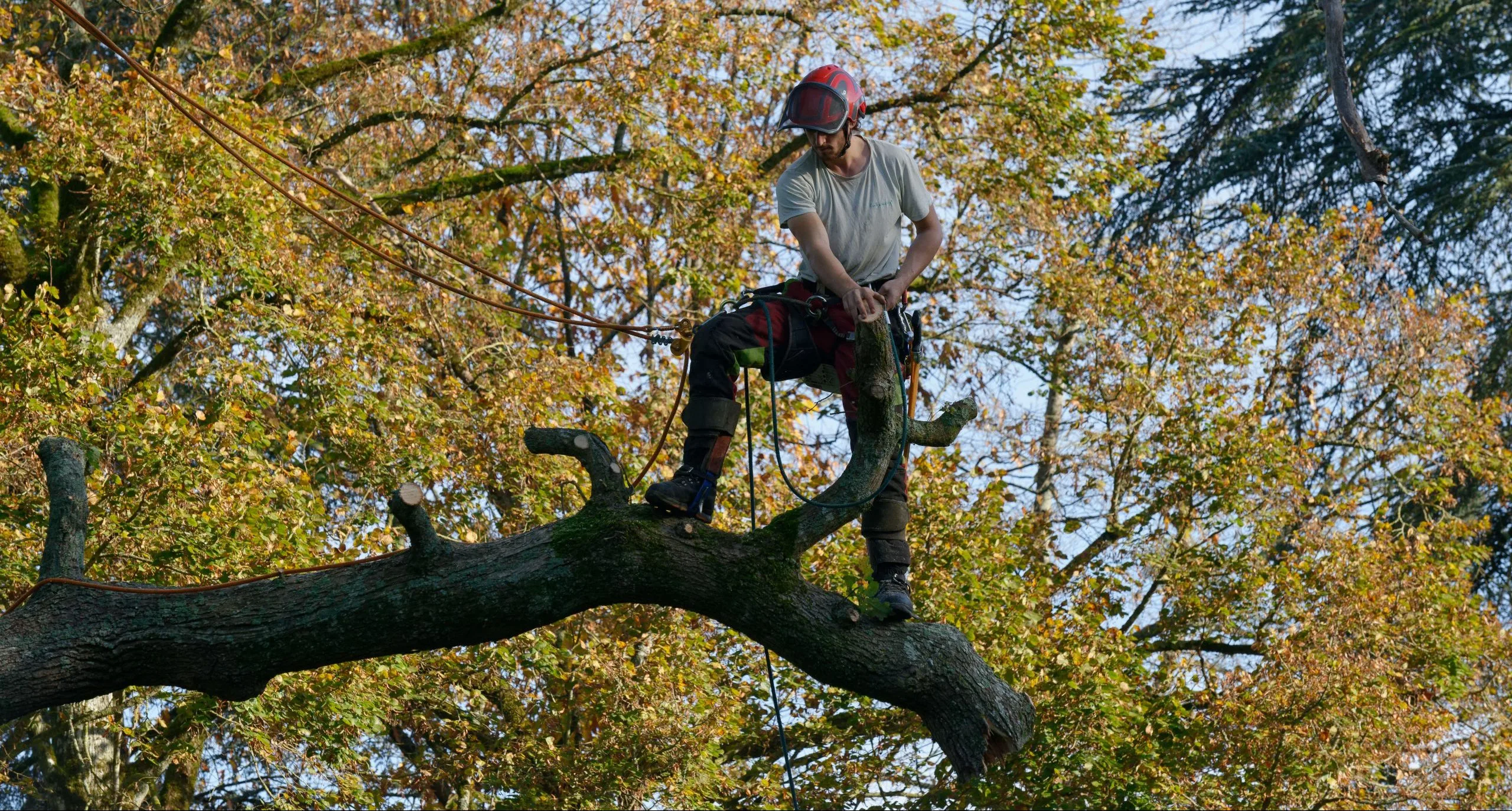taille douce de vos arbres