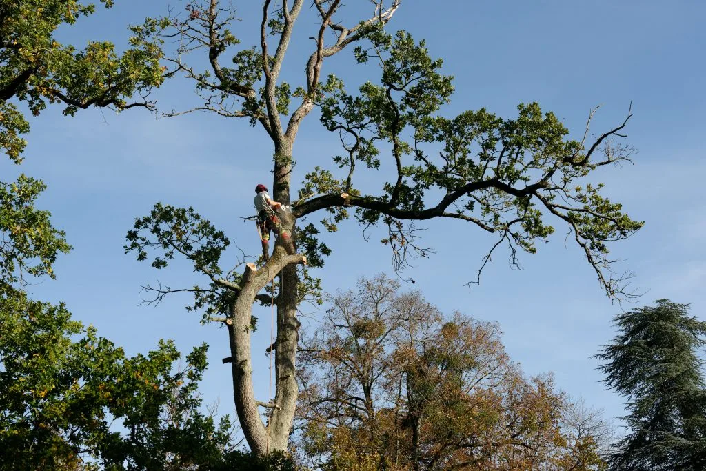 Arbre tombé poitiers
