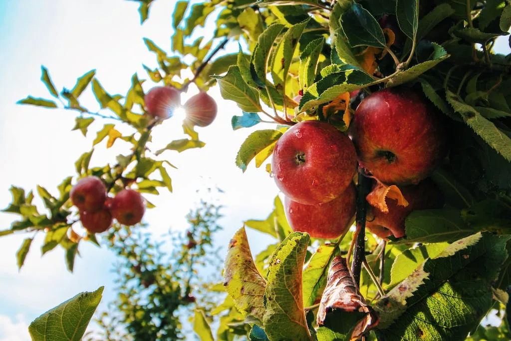 Taille des arbres fruitiers
