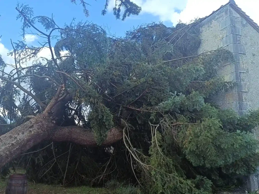 Abattage d'un sapin tombé suite à une tempête à neuville