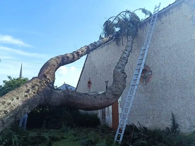 Abattage d'un sapin tombé suite à une tempête à neuville de poitou (86170)